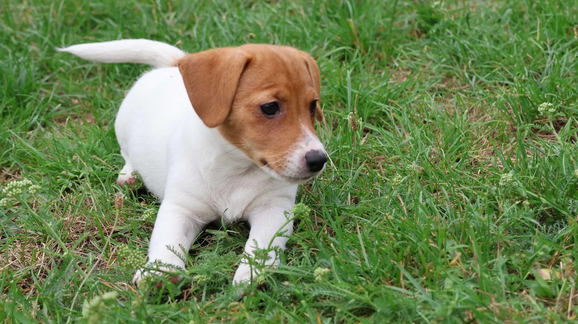 Wzorcowa suczka Jack Russell Terrier z hodowli BREFIO/bad.genetyczne