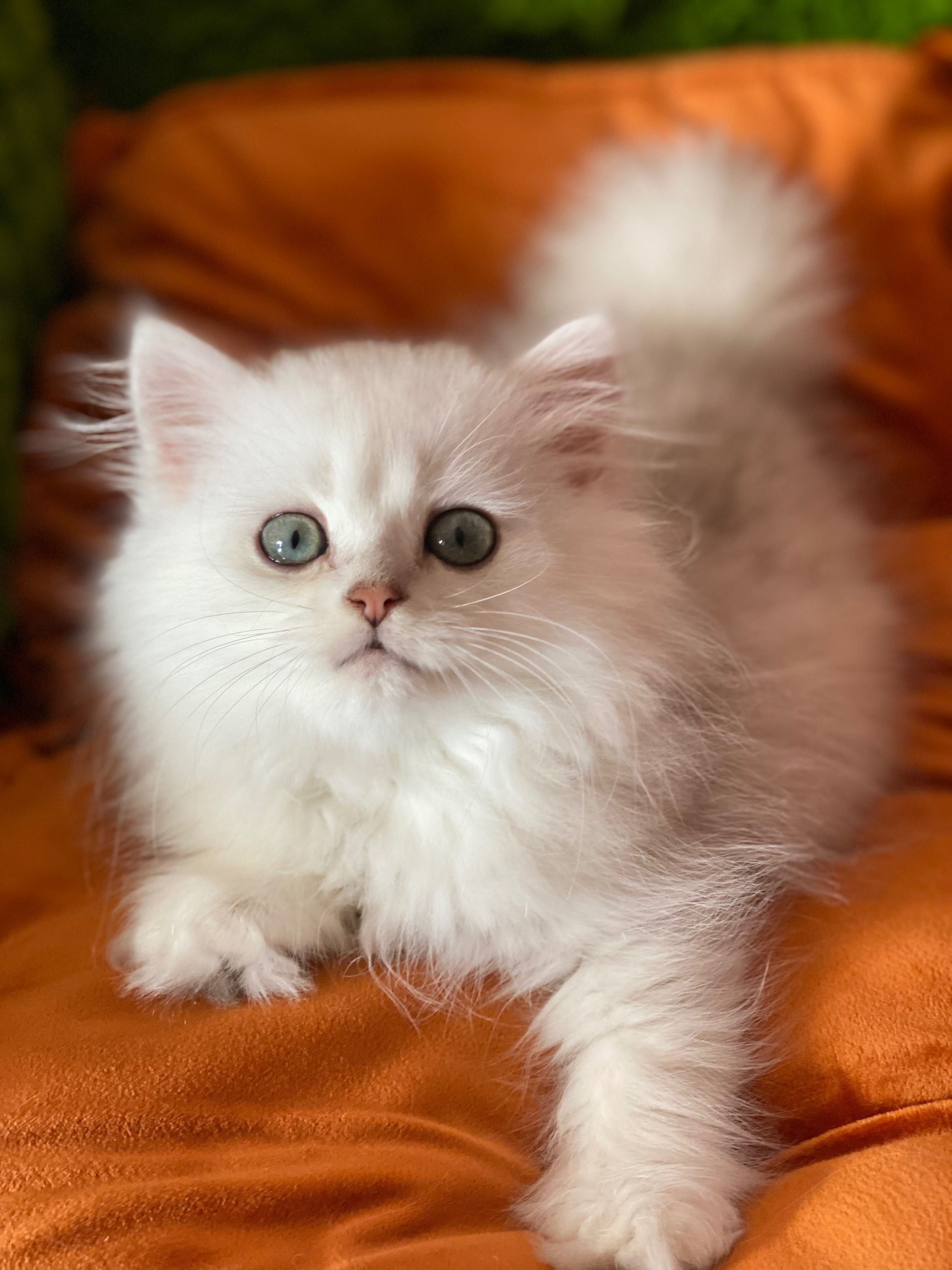 British  longhair