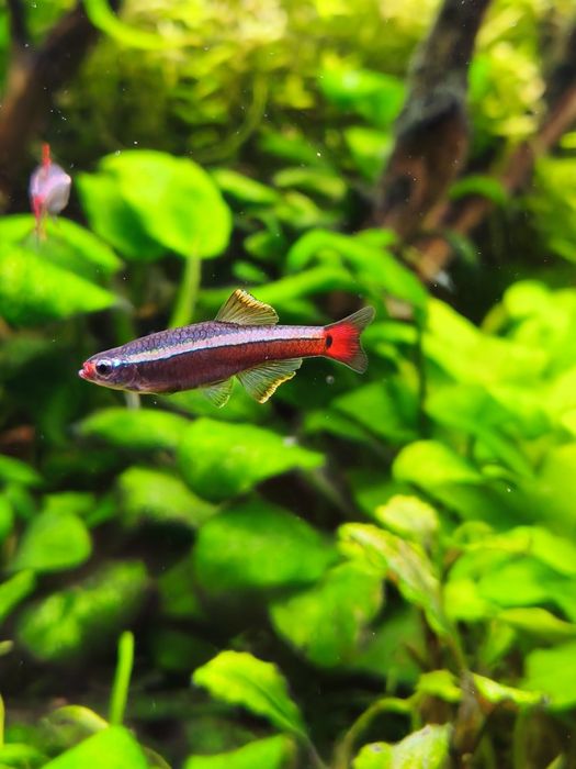 Cardumes de néons chineses e guppys