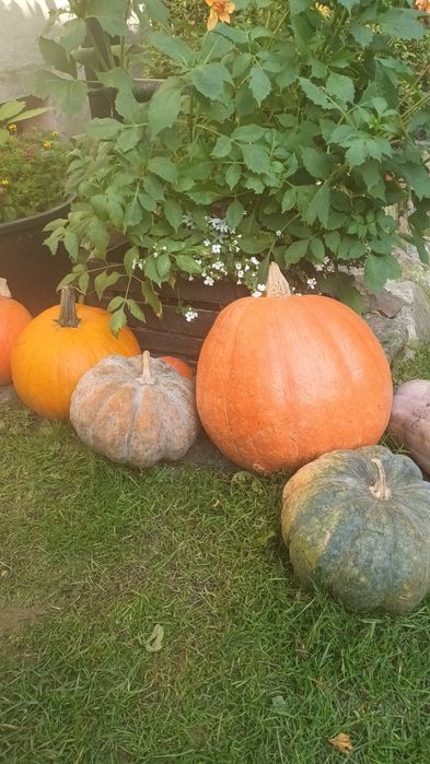 Dynia różne rodzaje