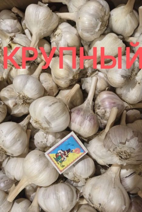 Чеснок зимний, органический