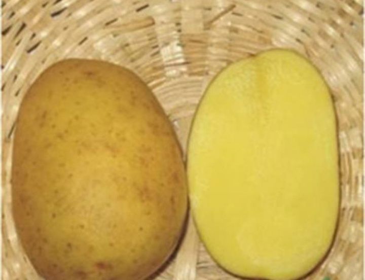 Ziemniaki Soraya 7zł/15kg od rolnika, żółte.