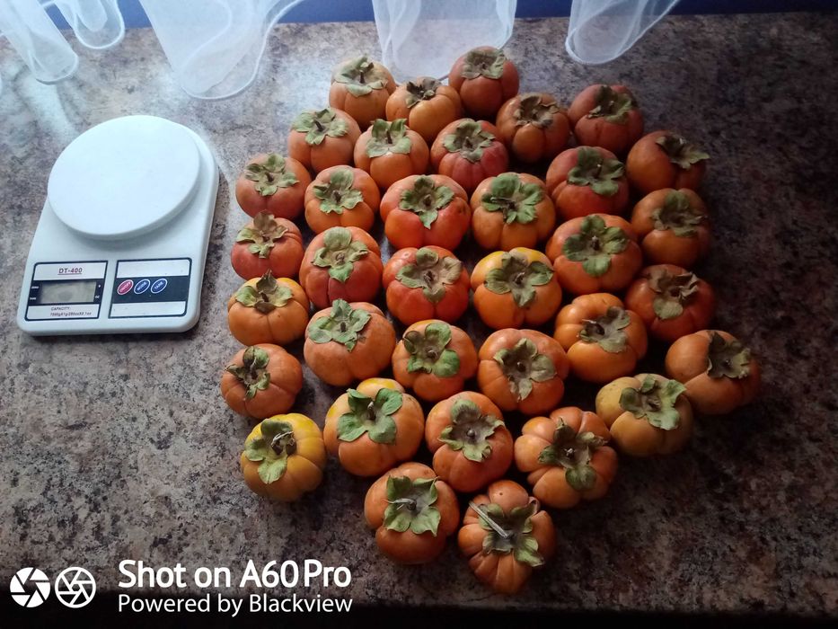 Абрикос Нектарин Персик Черешня Айва Яблуня Груша Слива Ківі Магнолія