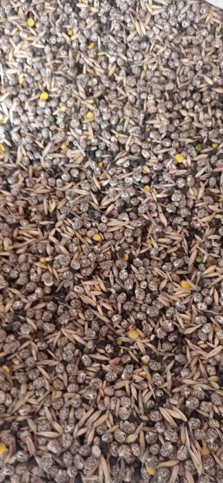 Mieszanka poplonowa Lubin , wyka, owies  , poplon