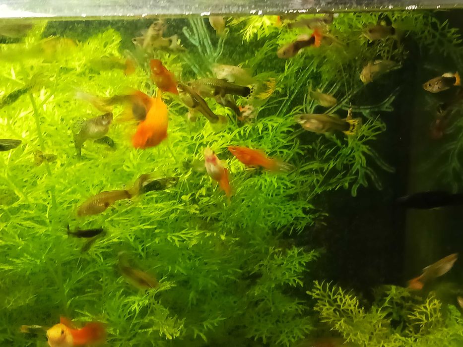 Rybki mieczyki i gupiki  mlode