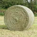 Bele, siano, bale