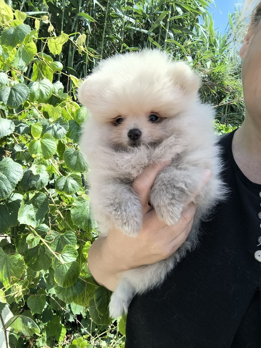 Spitz anão. Lulu da Pomerânia . Menino. Mini .Ursinho