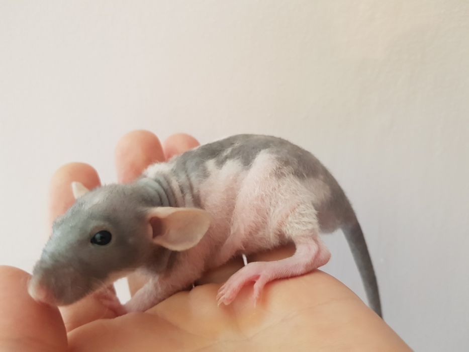 Szczurki urodzone 3 kwietnia