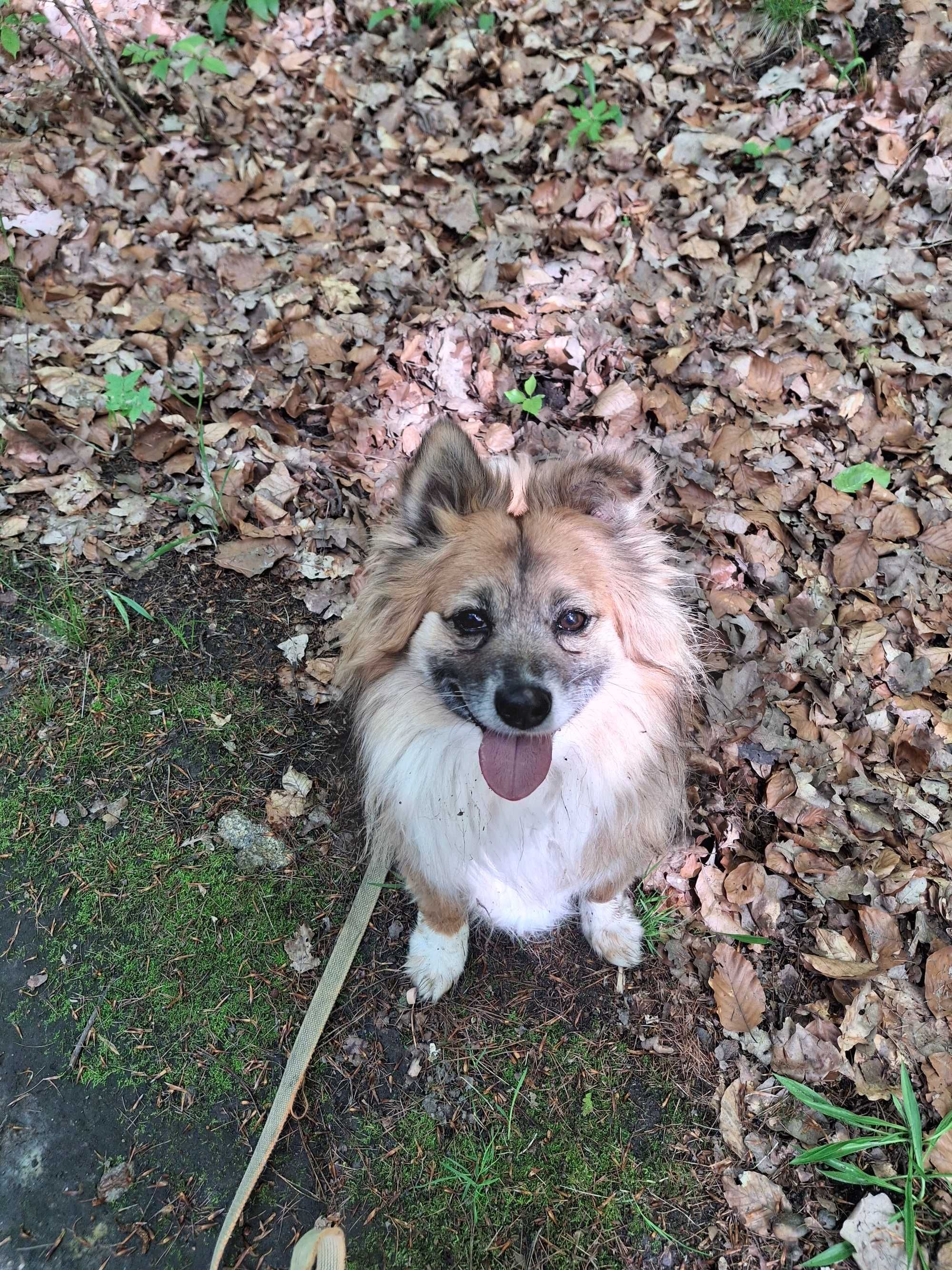 Biilbo- piękny kundelek do adopcji