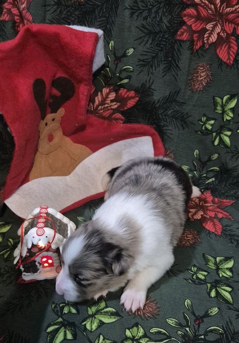 Border collie suczka blue merle