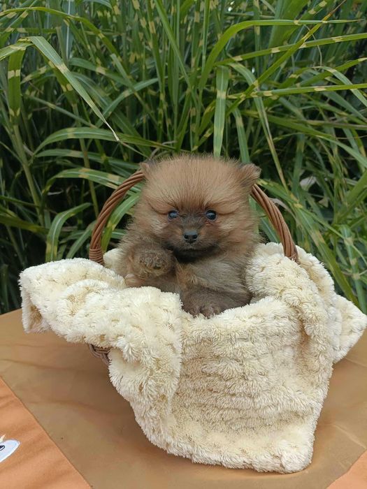 Wzorcowa suczka Małego Szpica niemieckiego rodzice FCI