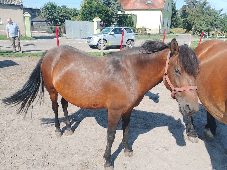 Sprzedam klacz ok 140 cm