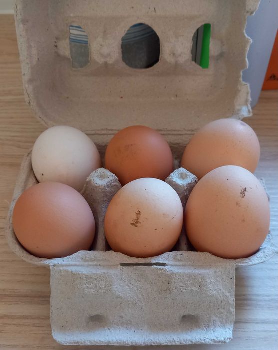 Sabor do Campo – Da natureza para a tua mesa.