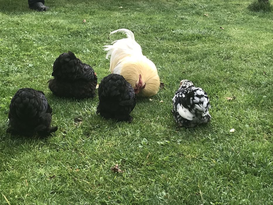 Продаю кури Карликові кокінхіни