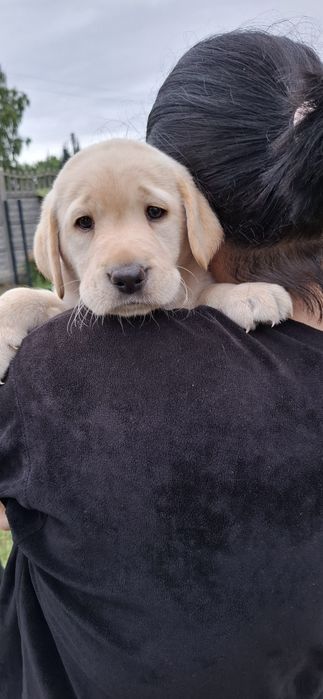 Labrador retriever szczeniak