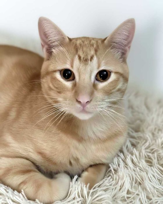 Setúbal / Margem Sul / Lisboa — CALVIN e KLEIN, gatinhos para adoção