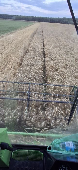 Pszenica ozima wilejka