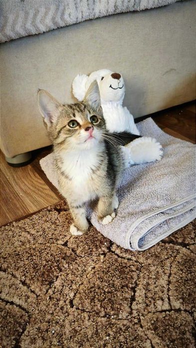 Найніжніша маленька принцеса Ліса