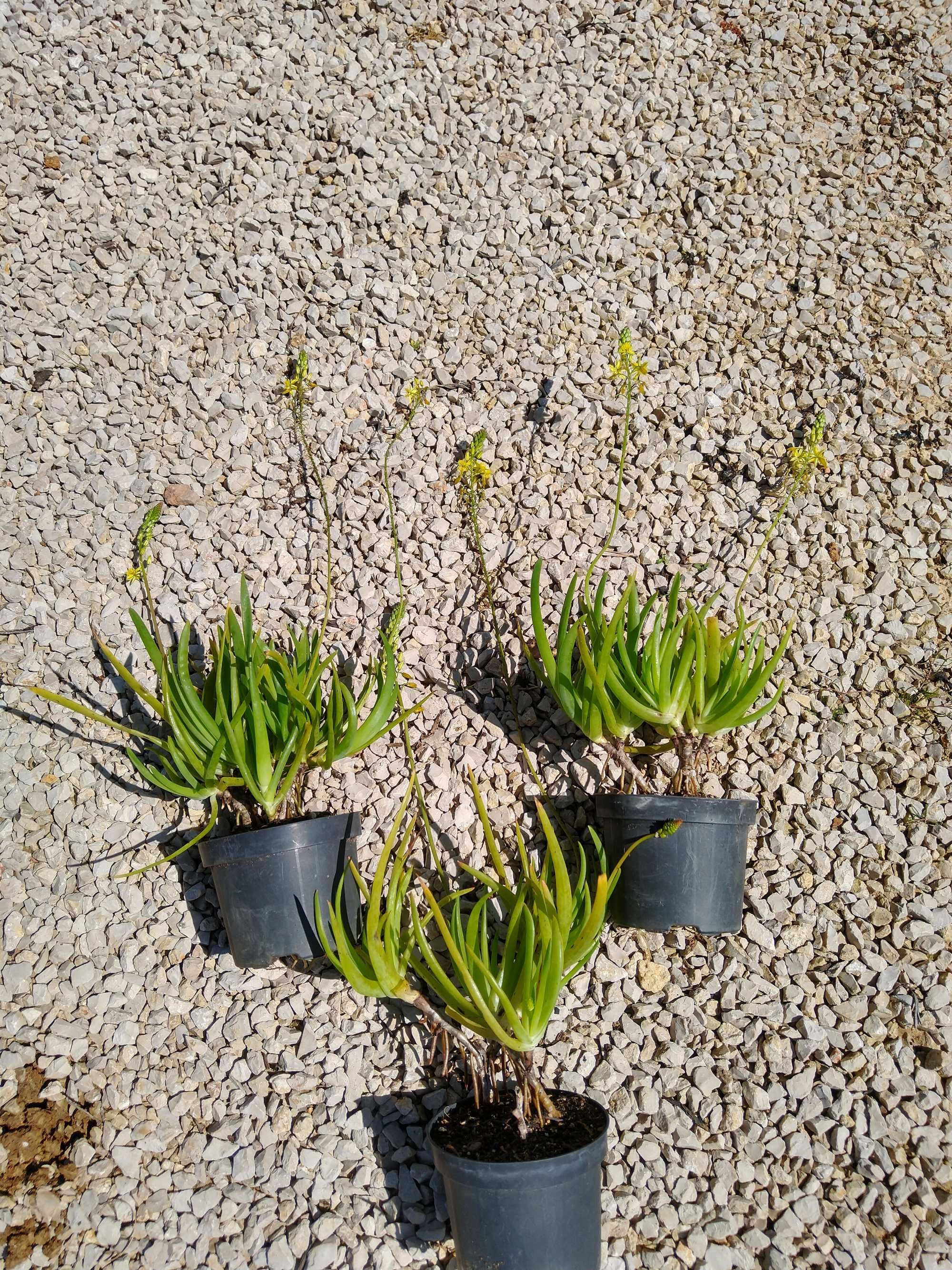 Plantas Bulbine frutescens