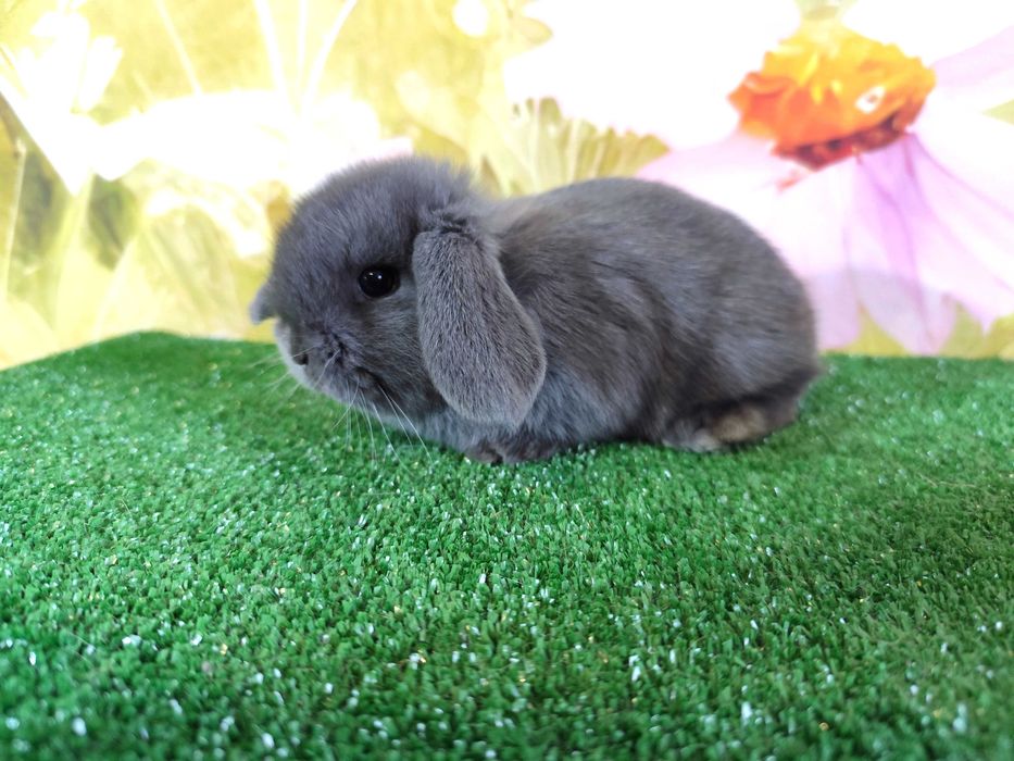 PIĘKNY Mini Lop niebieski bluey miniaturka baranek karzełek