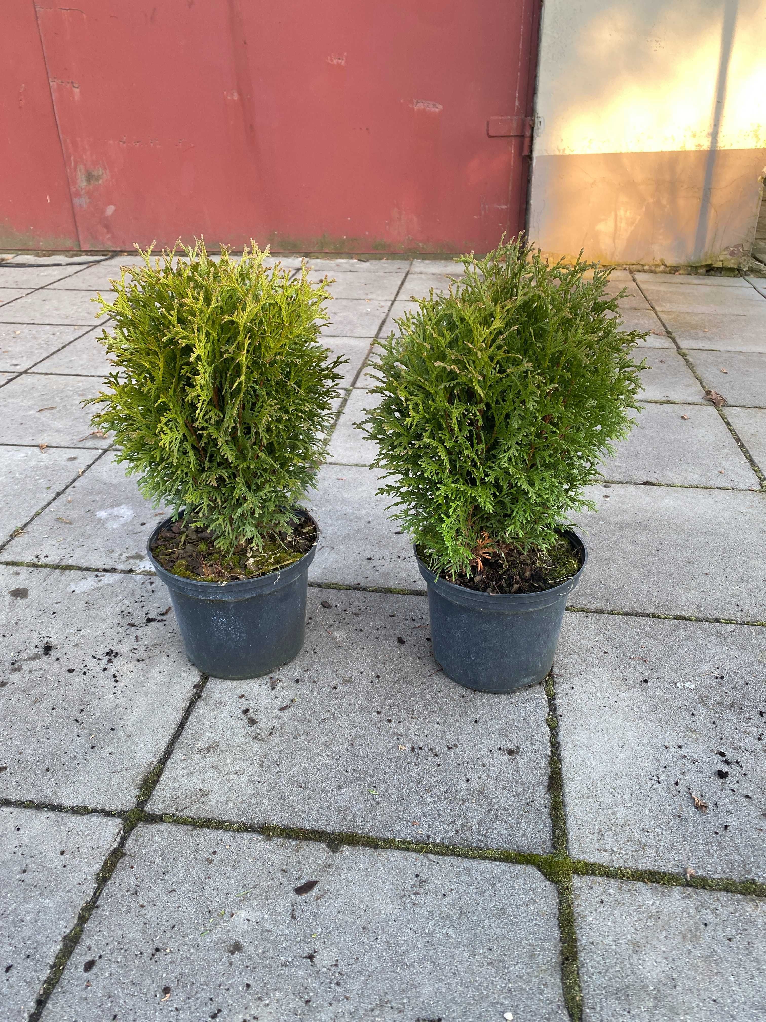 Thuja kulista Tiny Tim - do nasadzeń w małych ogrodach