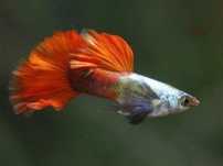 Guppys Dumbo Red Saphire (Casal)