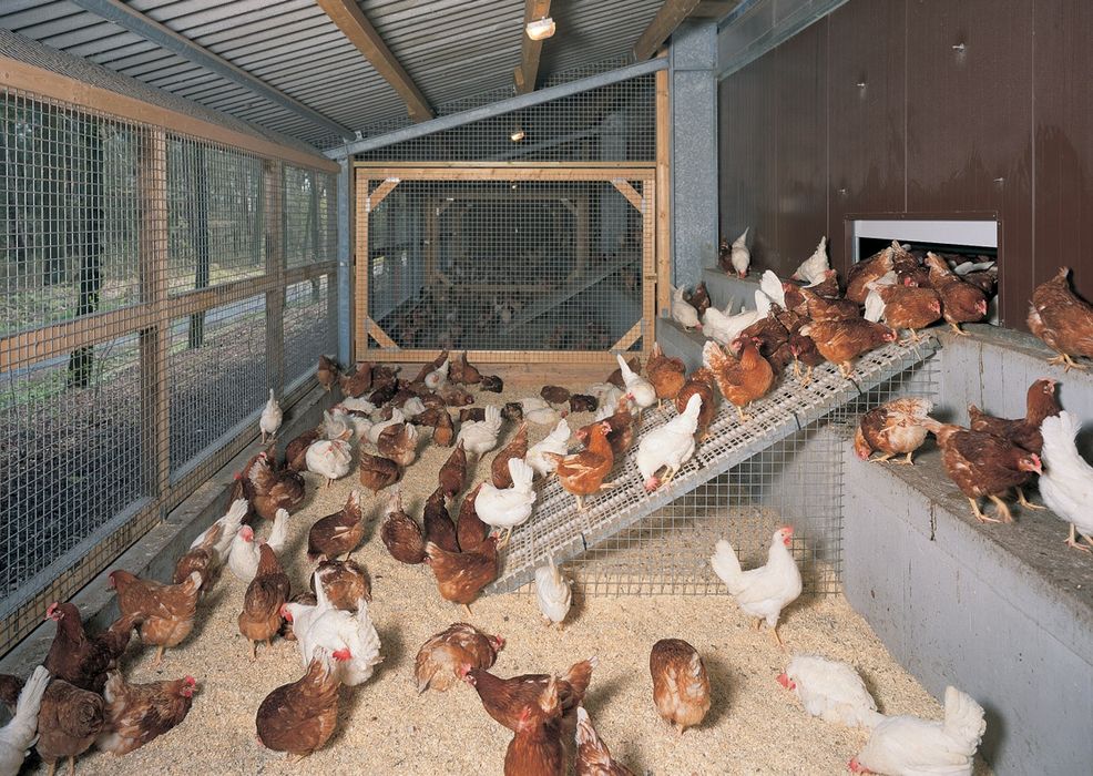 Kury leghorn nioski Z Jajkiem Parszów
