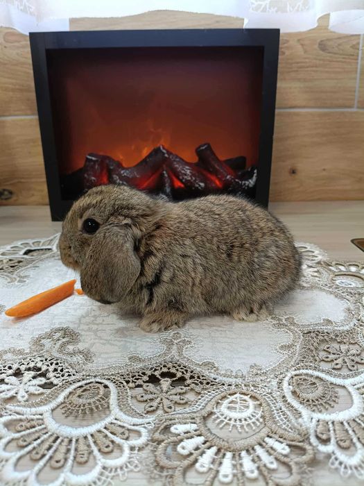 Mini Lopy baranki królik karzełek .Hodowla zarejestrowana KZHK