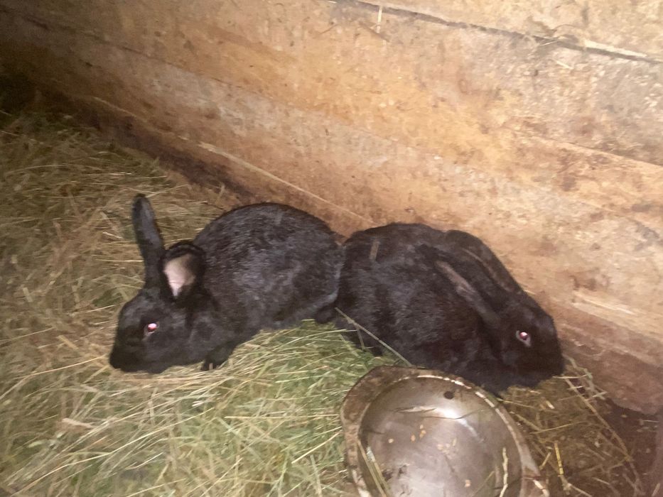 Кролиць  Полтавське Срібло