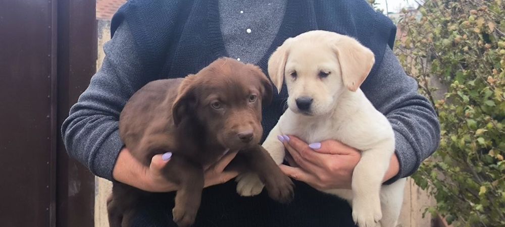 Щенок лабрадора ретривера!
Щенки имеют:
• Meтри