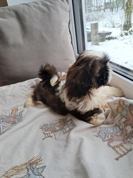 Piękne Shih  Tzu