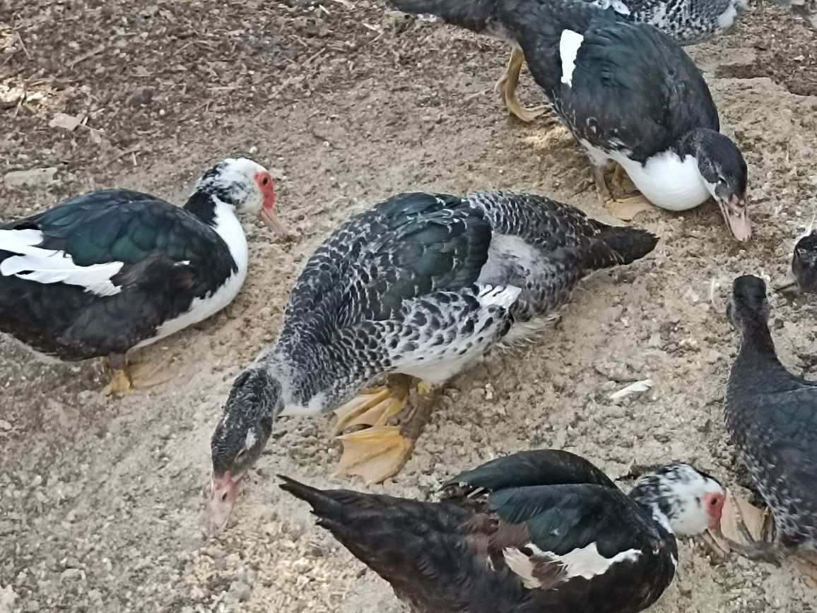 Gansos e patos caseiros