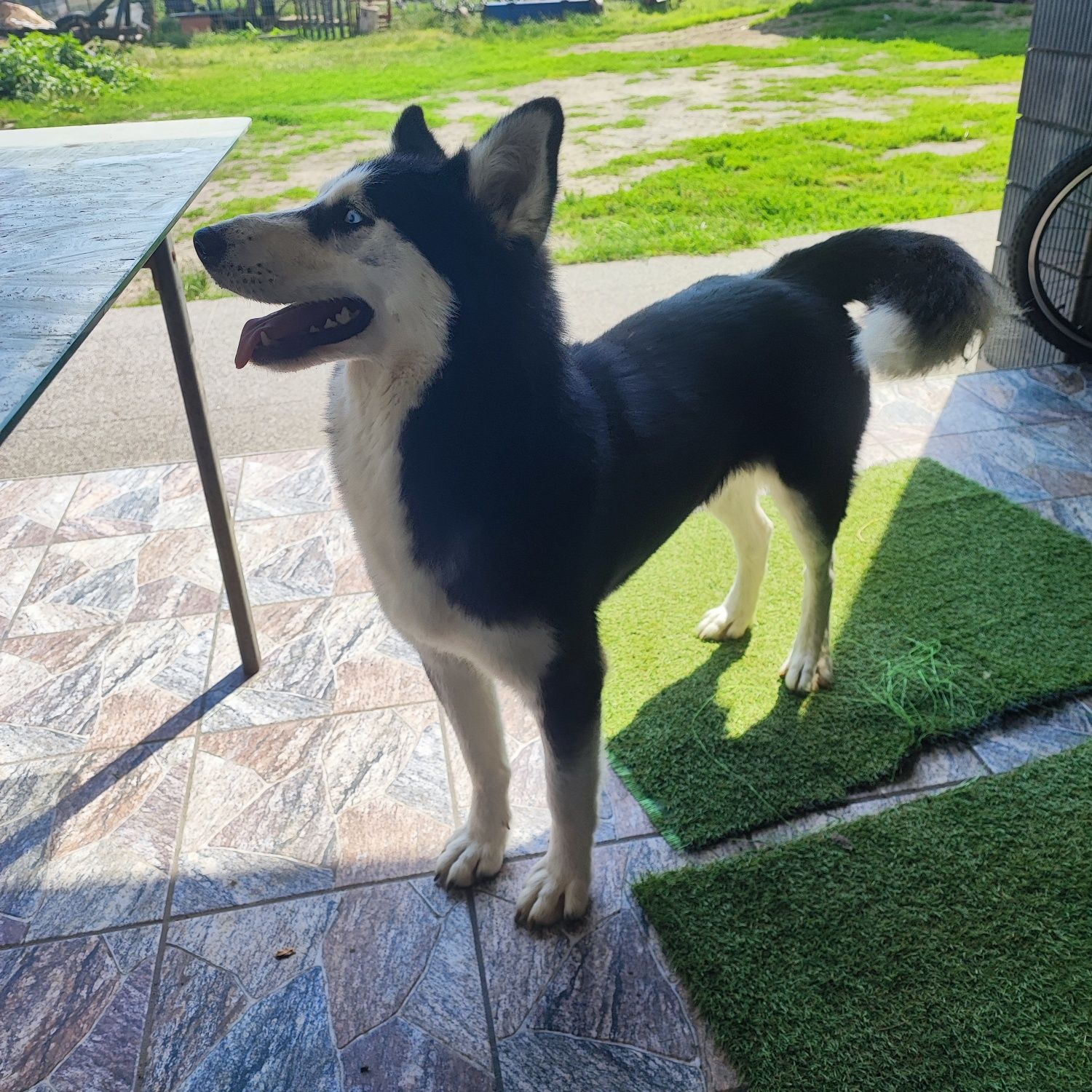 Siberian Husky suczka