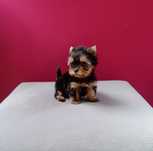 Yorkshire terrier. Maleńka suczka z rodowodem.