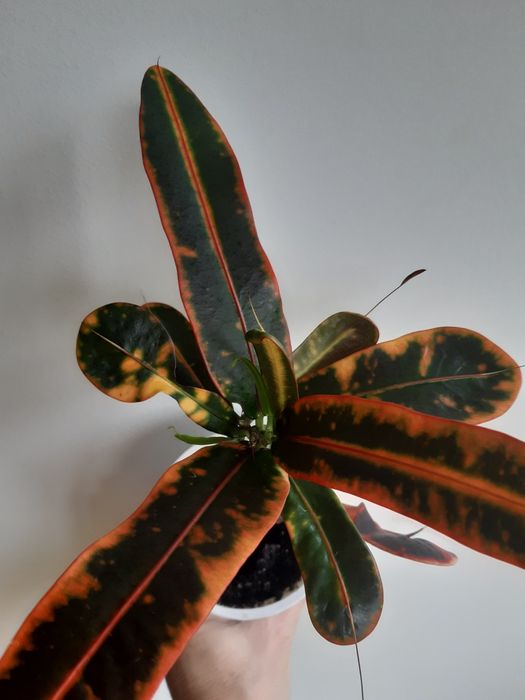 Кротон Mammi червоний