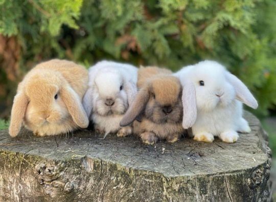 Карликові кролики