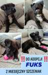 Maluszek do adopcji