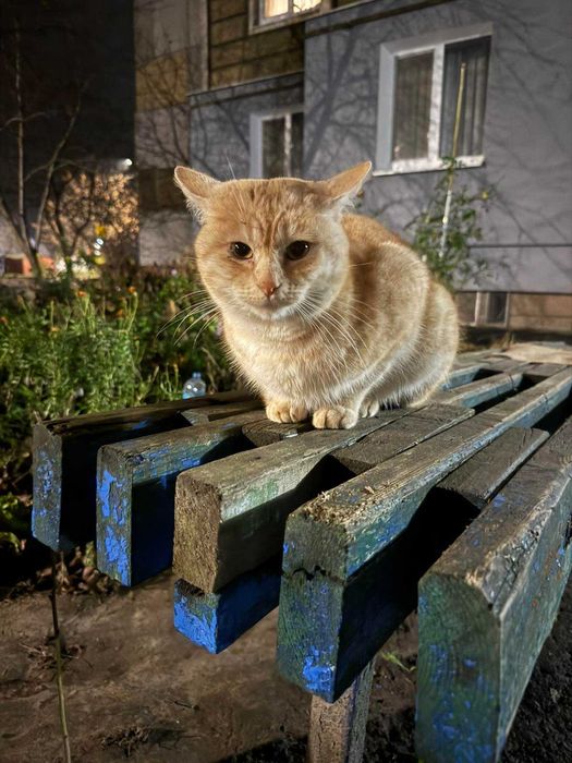 Віддам в добрі руки котика