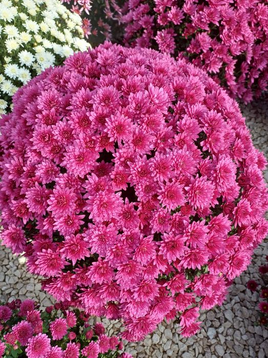 Chryzantemy drobnokwiatowe