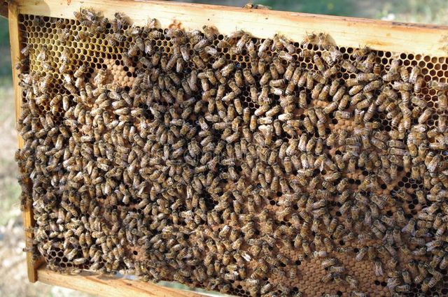 Пчелопакеты Бджолопакети