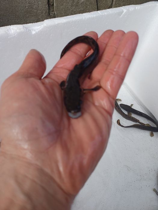 Sandac 25cm . Szczupak  , Miętus , Okoń , Jesiotr .