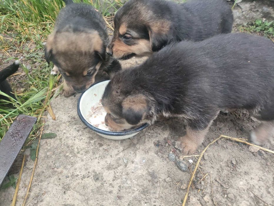 Віддам в добрі руки цуценят - лабрадворчиків