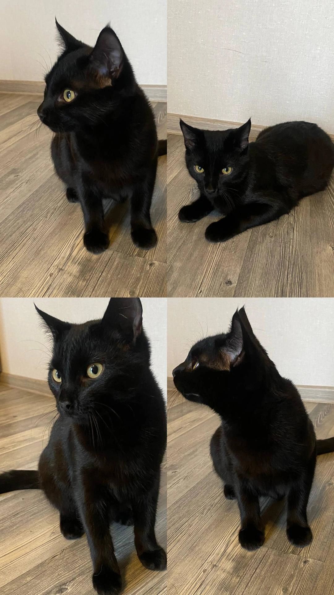 хороший чорний котик