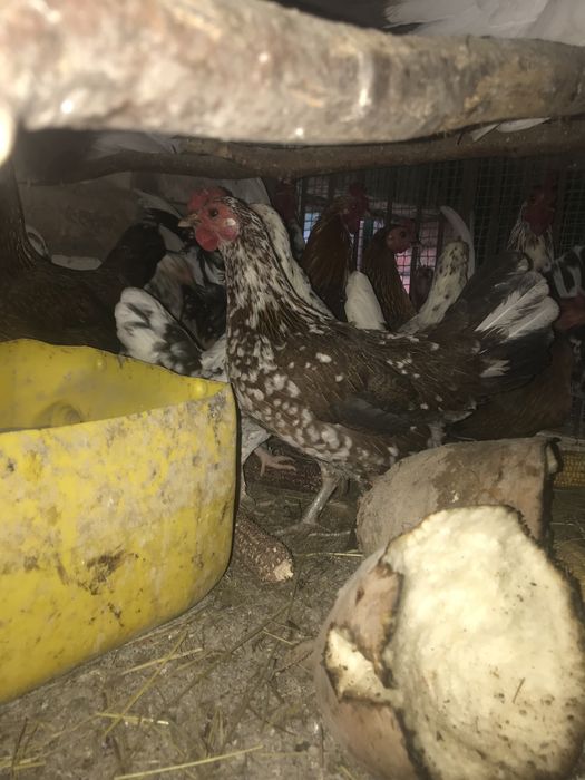 Дикоративні кури та півні