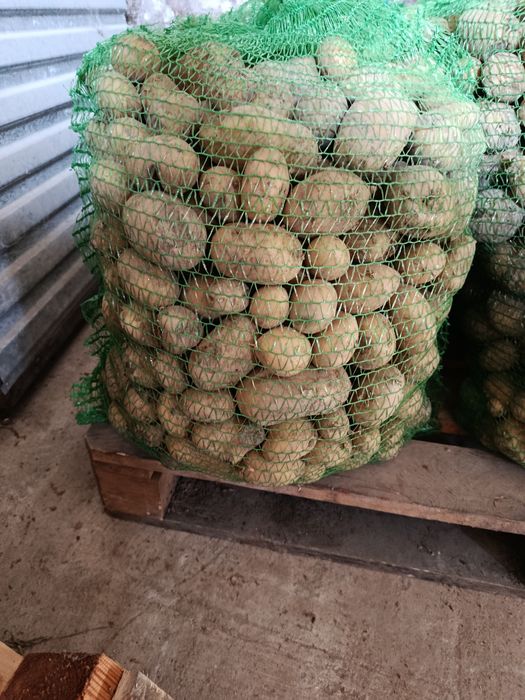 Ziemniaki odpadowe, paszowe