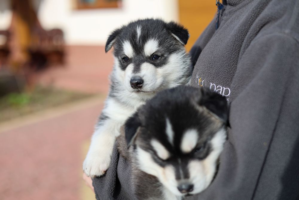 Piękny Szczeniaczek Siberian Husky z dokumentami i rodowodem