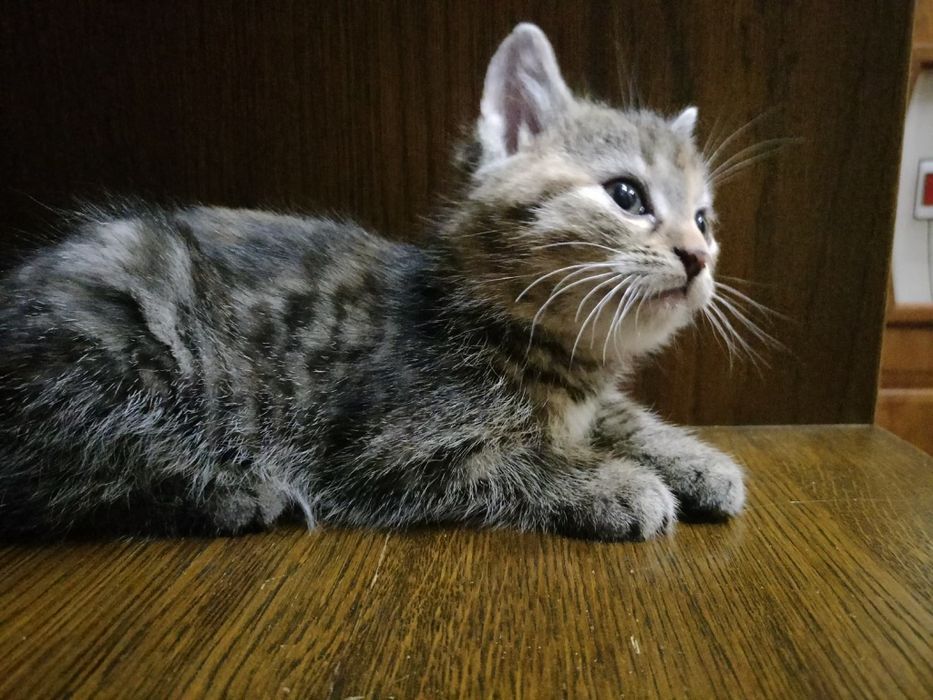 Kotka 2.5 miesiąca . Szuka domu