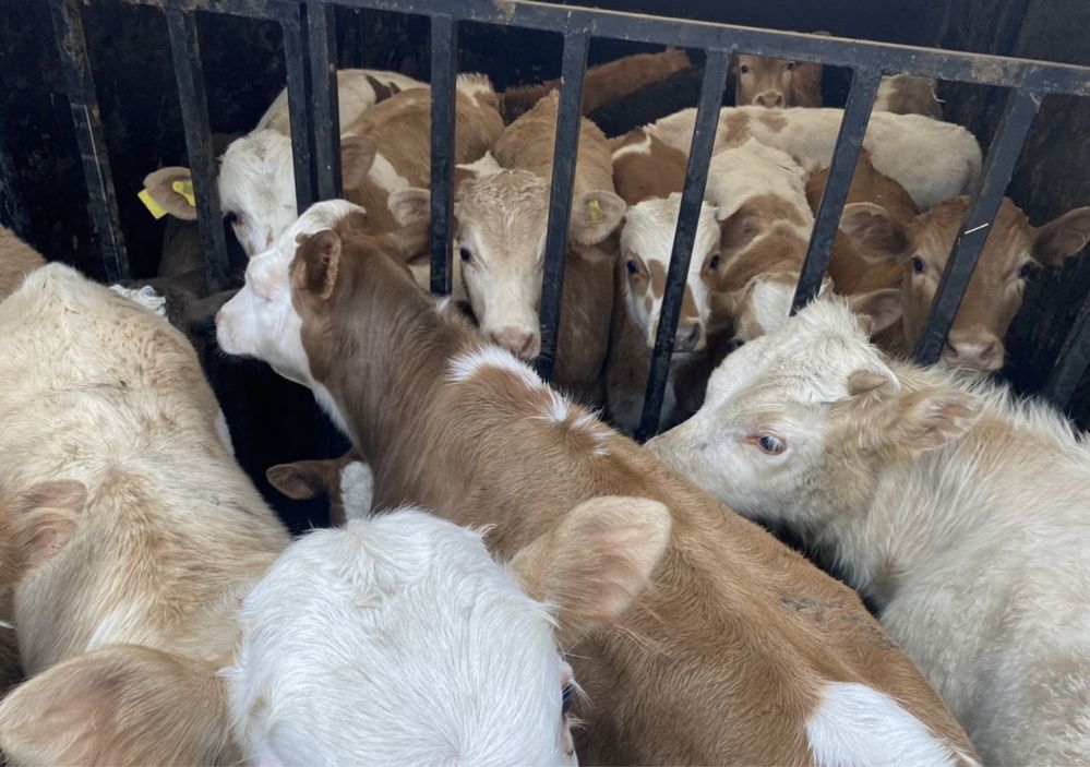 Продам бики по 2 місяця