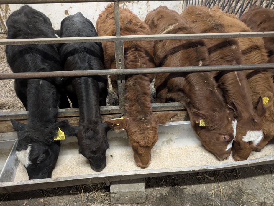 Sprzedam 10 jałówek bez mleka mięsne