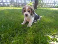 Beagle szczeniak